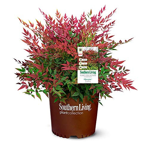Southern Living Obsession Nandina 2 Gal  Bright Red Foliage