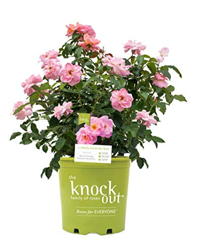 Knock Out Roses   Rosa Peachy Knock Out  Rose  Rose  peach flowers  2   Size Container