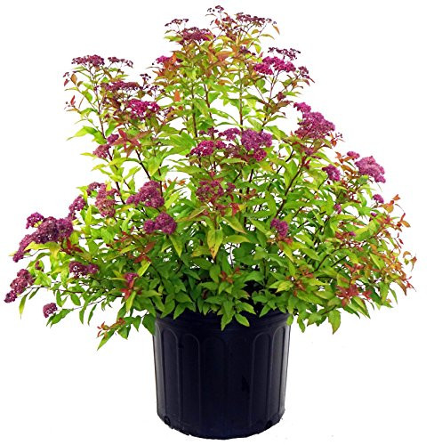Spiraea bumalda  Gold Flame   Spirea  Shrub  3   Size Container