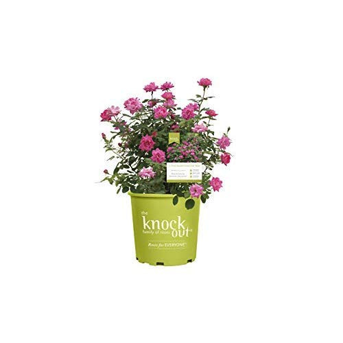 Knockout Double Rose  2 Gal  Pink Blooms