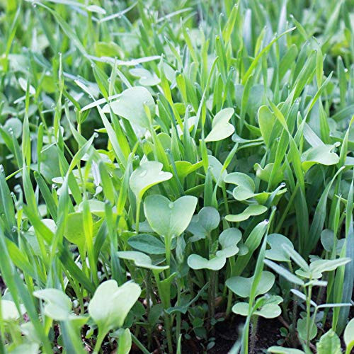 Garden Cover Crop Mix Seeds - Blend of Gardening Cover Crop Seeds: Hairy Vetch, Winter Peas, Forage Collards, Winter Rye, Crimson Clover, More (5 Lb Bag)