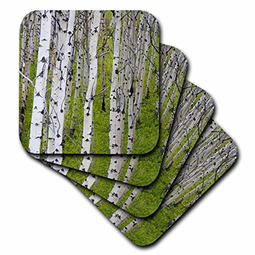 3dRose CST 91631 4 Grove of Aaspen Trees Near East Glacier Montana   US27 CHA0803   Chuck Haney   Ceramic Tile Coasters  Set of 8
