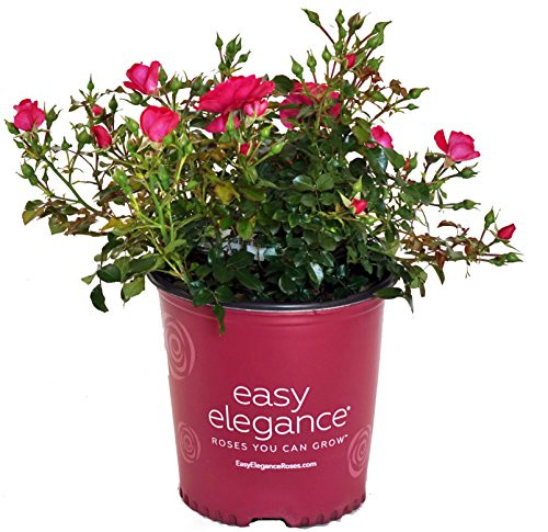 Easy Elegance Roses   Rosa Paint The Town  Rose  Rose  red flowers  2   Size Container