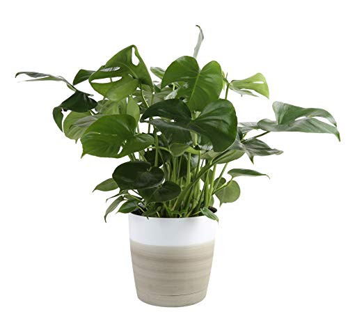 Costa Farms Split Leaf Philodendron  Monstera deliciosa  Live Indoor Plant  2 to 3 Feet Tall  Ships with Décor Planter  Fresh From Our Farm  Excellent Gift or Home Décor