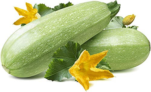 Summer Zucchini Squash Seeds Grey   Vegetable Seeds for Planting Home Outdoor Gardens   Heirloom   Non-GMO   Planting Instructions Included   50 Squash Seeds