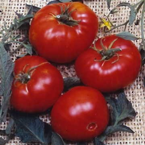 Park Seed Brandywine Tomato Seeds  Includes 30 Seeds in a Pack