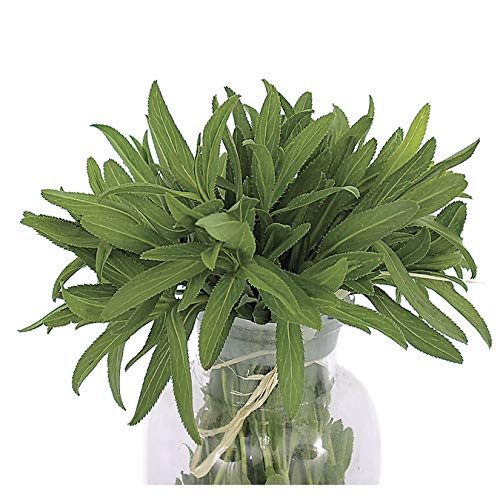 Park Seeds Organic Mexican Tarragon Herb  Pack of 100 Seeds
