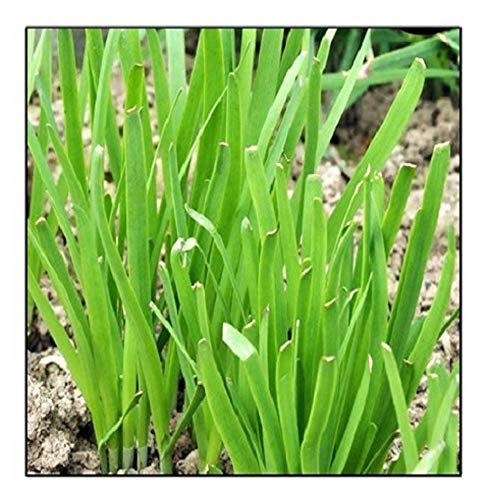 250 Garlic Chives Seeds   Non-GMO   Fresh Garden Seeds