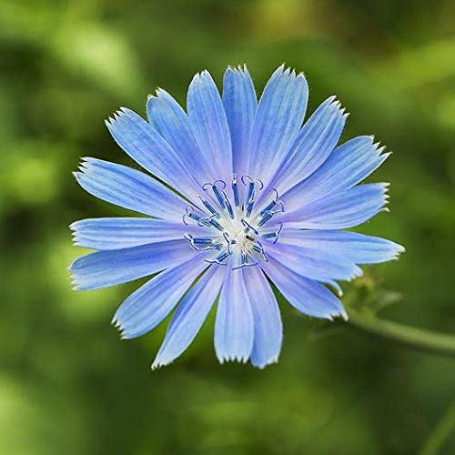 Chicory Trigger Wildflower Seeds 1500 Premium Quality Seeds 90 Germination Rates Vibrant Bright Color! High Demand! Isla s Garden Seeds Chicorium Intybusm Highest Quality Seeds Chicory Trigger Wildflower Seeds 1500 Premium Quality Seeds 90 Germination Rates Vibrant Bright Color! High Demand! Isla s Garden Seeds Chicorium Intybusm Highest Quality Seeds