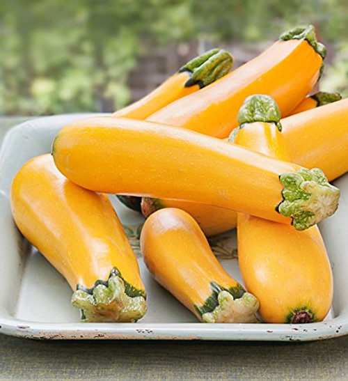 Golden Zucchini Seeds 30 Premium Heirloom Seeds Delicious! Isla s Garden Seeds Non GMO Highest Quality Seeds 100 Pure Golden Zucchini Seeds 30 Premium Heirloom Seeds Delicious! Isla s Garden Seeds Non GMO Highest Quality Seeds 100 Pure