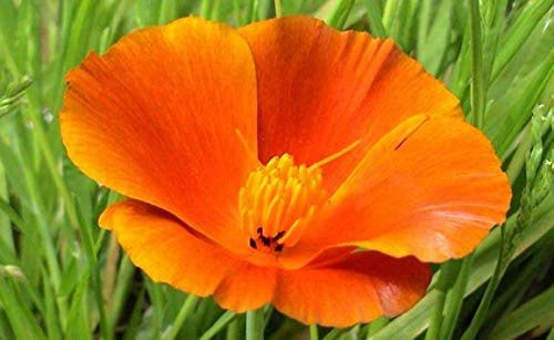 Orange California Poppy  1500 Premium Heirloom Seeds  Eschscholzia californica or Golden Poppy   Isla s Garden Seeds  85  Germination Rates