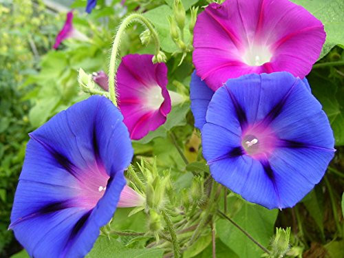 Tall Morning Glory Seed Mix 100 Premium Seeds Beautiful Gorgeous! Ipomea purpurea Isla s Garden Seeds Highest Quality Highest Purity 85-90 Germination Rates Highest Quality Seed Tall Morning Glory Seed Mix 100 Premium Seeds Beautiful Gorgeous! Ipomea purpurea Isla s Garden Seeds Highest Quality Highest Purity 85-90 Germination Rates Highest Quality Seed