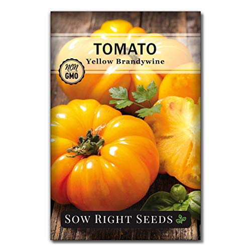 Sow Right Seeds - Yellow Brandywine Tomato Seed for Planting - Non-GMO Heirloom Packet with Instructions to Plant a Home Vegetable Garden - Great Gardening Gift 1