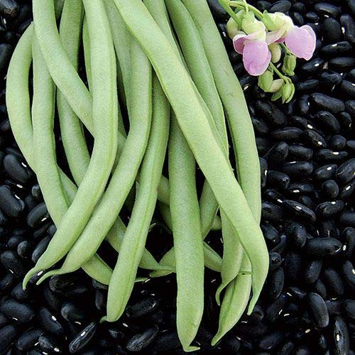 Black Valentine Bush Bean Seeds  50 Premium Heirloom Seeds  Delicious Flavor   High Yield!  Isla s Garden Seeds  Non GMO  100  Pure  90  Germination Rates  Highest Quality Seed Black Valentine Bush Bean Seeds  50 Premium Heirloom Seeds  Delicious Flavor   High Yield!  Isla s Garden Seeds  Non GMO  100  Pure  90  Germination Rates  Highest Quality Seed