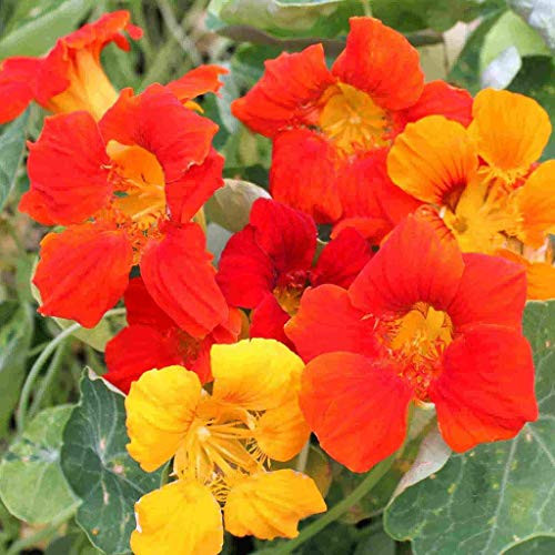 Nasturtium Dwarf Jewel Mix Flower Seeds Fantastic for Your Hanging Baskets Home Garden! 100 Premium Heirloom Seeds Isla s Garden Seeds 85-90 Germination Highest Quality Seeds Nasturtium Dwarf Jewel Mix Flower Seeds Fantastic for Your Hanging Baskets Home Garden! 100 Premium Heirloom Seeds Isla s Garden Seeds 85-90 Germination Highest Quality Seeds