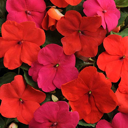 Outsidepride Impatiens Intense Mix - 100 Seeds