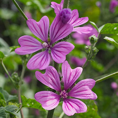 Outsidepride Hollyhock Zebrina Plant Flower Seed - 500 Seeds Outsidepride Hollyhock Zebrina Plant Flower Seed - 500 Seeds