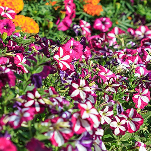 Outsidepride Petunia Multiflora Star - 500 Seeds