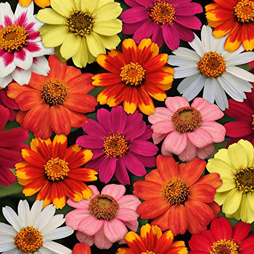 Outsidepride Zinnia Zahara Flower Seed Mix - 50 Seeds