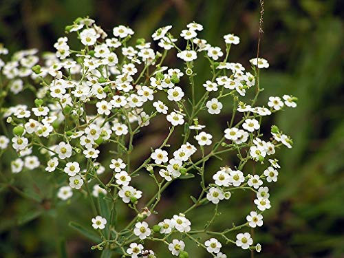 Flowering Spurge Baby s Breath Flowers 25 Premium Seeds Euphorbia Corollata Isla s Garden Seeds 95 Germination Seeds Flowering Spurge Baby s Breath Flowers 25 Premium Seeds Euphorbia Corollata Isla s Garden Seeds 95 Germination Seeds