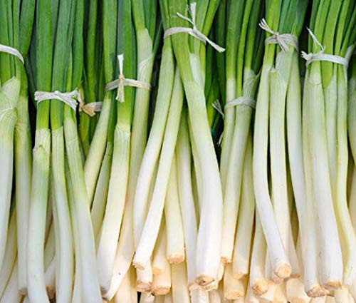 David s Garden Seeds Bunching Onion HeShiKo Bunching SL1180 Green 200 Non-GMO  Heirloom Seeds