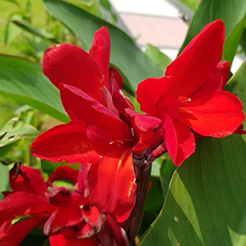 Outsidepride Red Canna Seeds - 10 Seeds
