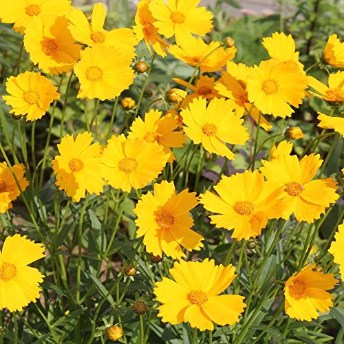 Outsidepride Lance-leaved Coreopsis - 5000 Seeds