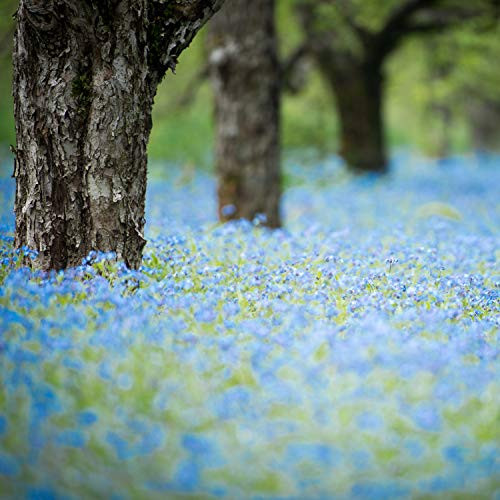 Outsidepride Forget Me Not Flower Seed - 5000 Seeds