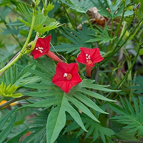 David s Garden Seeds Flower Morning Glory Cardinal Climber 8744 Red 50 Non-GMO  Heirloom Seeds