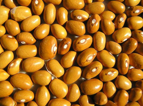 Marfax New England Heirloom Bean Seeds by Stonysoil Seed Company