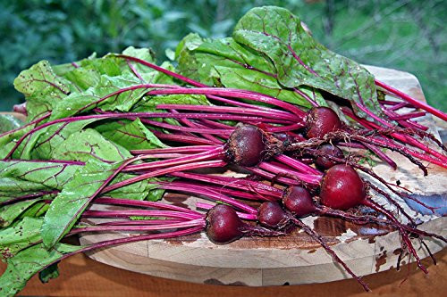 Stonysoil Seed Company Early Wonder Beet Heirloom Seeds-Best variety for beet greens