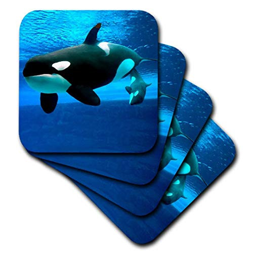 3dRose cst_5728_3 Killer Whales-Ceramic Tile Coasters, Set of 4