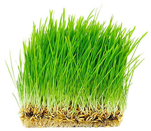 Thunder Acres Non GMO  Certified Organic  Oat Seed 1-2 lb-