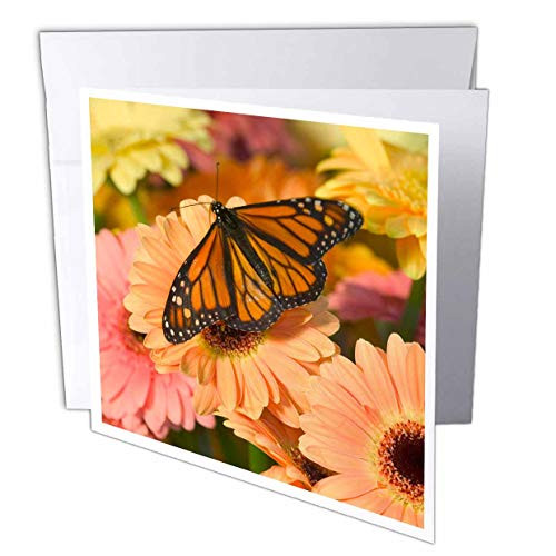 3dRose Monarch Butterfly  Danaus Plexippus - Greeting Card  6  x 6   Single gc2499425