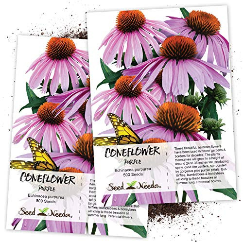 Seed Needs  Purple Coneflower Echinacea purpurea Twin Pack of 500 Seeds Each