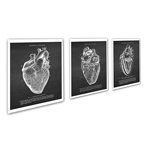 Gnosis Picture Archive Anatomy Art set of 3 unframed Vintage Textbook Illustrations of Human Heart Anatomy_Heart_Chk3A Gnosis Picture Archive Anatomy Art set of 3 unframed Vintage Textbook Illustrations of Human Heart Anatomy_Heart_Chk3A