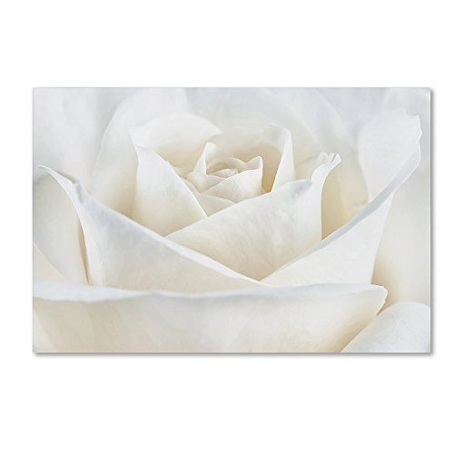 Trademark Fine Art Pure White Rose by Cora Niele, 16x24-Inch Canvas Wall Art Trademark Fine Art Pure White Rose by Cora Niele, 16x24-Inch Canvas Wall Art