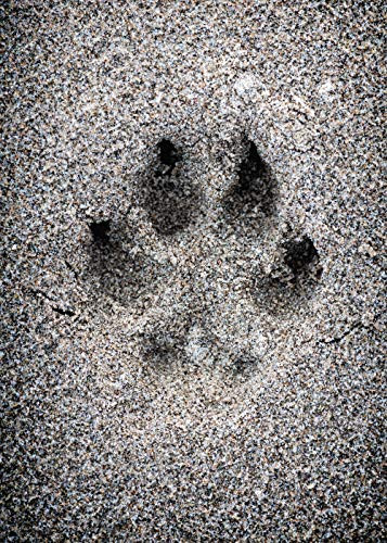 They Never Really Leave Us Pet Bereavement-Sympathy Greeting Card