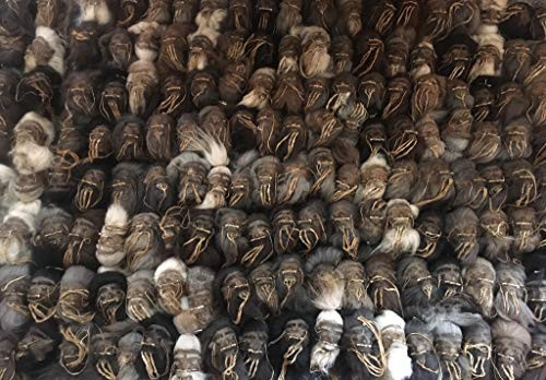 Daprofe Shrunken Head for Sale Includes One(1) 4.5 Inch Head Similar to Those Shown in Photo