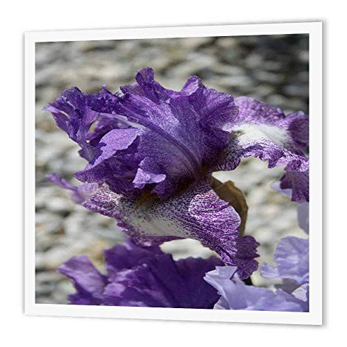 3dRose ht1953882 Purple Iris Iron on Heat Transfer for White Material 6 by 6-Inch 3dRose ht1953882 Purple Iris Iron on Heat Transfer for White Material 6 by 6-Inch