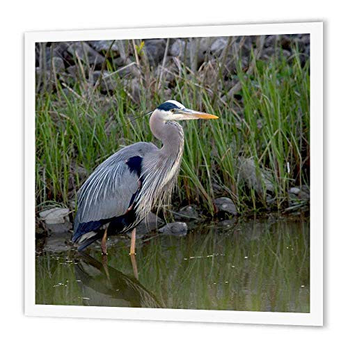 3dRose ht933753 Great Blue Heron Bird Maumee Bay Refuge Ohio-Us36 Dfr0038-David R Frazier-Iron on Heat Transfer for Material 10 by 10-Inch  White