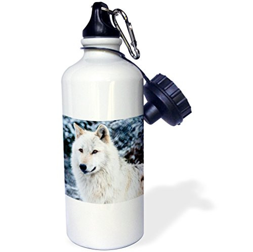 3dRose ROCKY MOUNTAIN GRAY WOLF Sports Water Bottle 21 oz Multicolored 3dRose ROCKY MOUNTAIN GRAY WOLF Sports Water Bottle 21 oz Multicolored