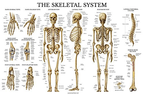 Skeletal System Anatomical Chart - Laminated - Human Skeleton Poster 18 x 27 Horizontal Skeletal System Anatomical Chart - Laminated - Human Skeleton Poster 18 x 27 Horizontal