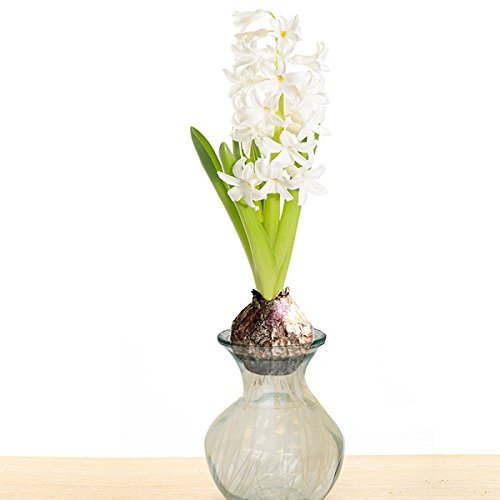 Van Zyverden 87286 Hyacinth Kit-White-with Clear Artisan Glass Flower Bulbs 18-19 cm Van Zyverden 87286 Hyacinth Kit-White-with Clear Artisan Glass Flower Bulbs 18-19 cm