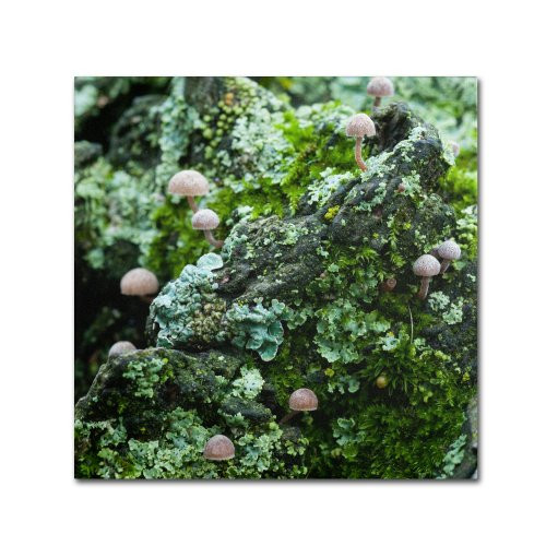 Trademark Fine Art Tiny Mushroom Forest Artwork by Kurt Shaffer, 35 by 35-Inch Canvas Wall Art Trademark Fine Art Tiny Mushroom Forest Artwork by Kurt Shaffer, 35 by 35-Inch Canvas Wall Art