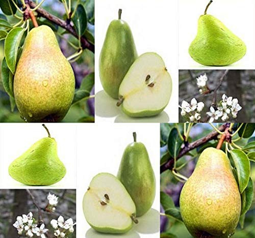Big Pack - 300 Bartlett Pear  Pyrus communis Bartlett  Tree Seed - Sweet White Flesh - Fast Growth Habit - Zones 4-9 - by MySeeds-Co Big Pack - Pear Bartlett