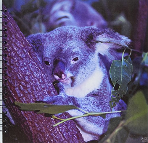 3dRose db_37626_2 Koala. Queensland, Australia-Memory Book, 12 by 12-Inch