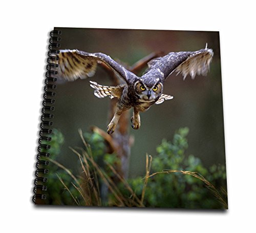 3dRose db_89310_2 Georgia, Pine Mtn, Callaway Gardens. Barred Owl-Us11 Bja0011-Jaynes Gallery-Memory Book, 12 by 12-Inch