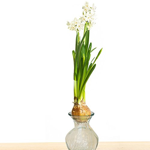 Van Zyverden 87279 Paper White Kit-with Clear Artisan Glass Flower Bulbs 19 Van Zyverden 87279 Paper White Kit-with Clear Artisan Glass Flower Bulbs 19