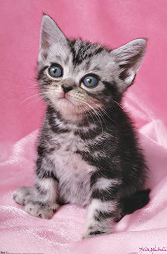 Trends International Keith Kimberlin - Kitten - Cute Wall Poster  14-725  x 22-375   Premium Unframed Version